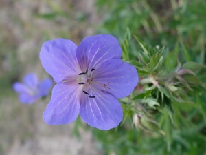 Geranium pratense